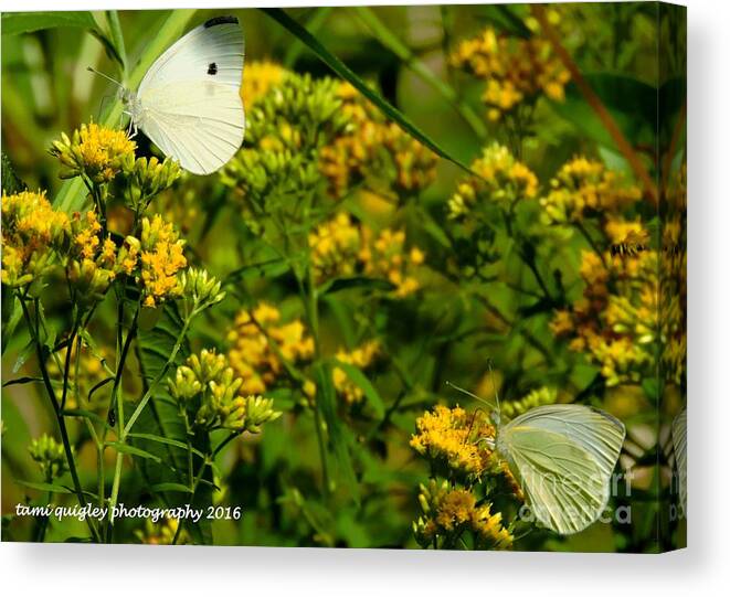 Butterflies Canvas Print featuring the photograph Blooms For Two by Tami Quigley