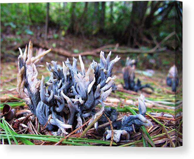 Blue Coral Fungi Canvas Print featuring the photograph Blue Coral Fungi by Joshua Bales