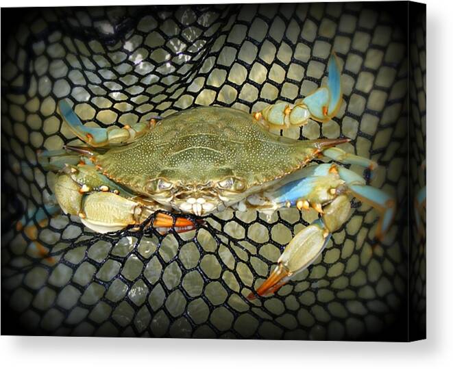 Blue Crab Canvas Print featuring the photograph Blue Crab by Kelly Nowak