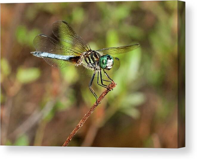 Insect Canvas Print featuring the photograph Blue Dragon by Lara Ellis