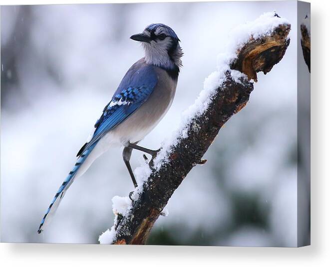 Blue Jay Canvas Print featuring the photograph Blue Jay In Snow by Daniel Reed