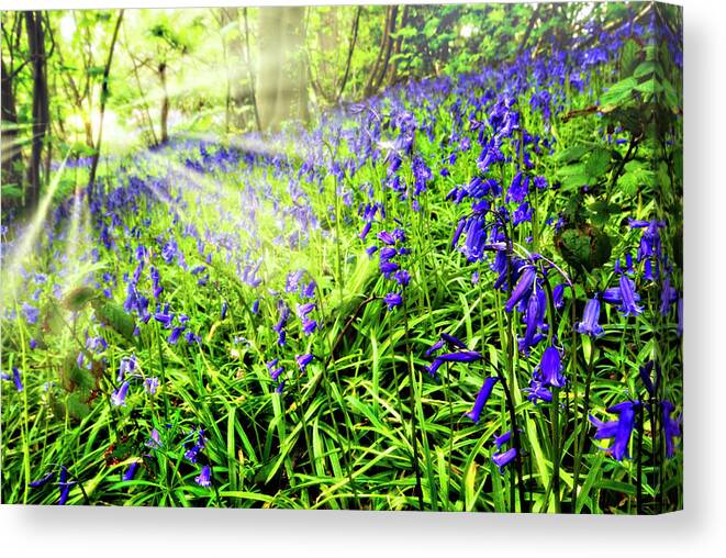 Bluebell Canvas Print featuring the photograph Bluebell Dawn by Meirion Matthias