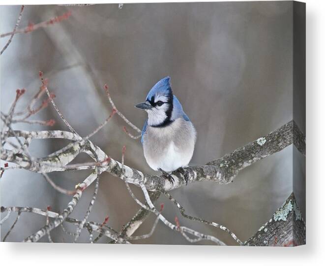 Bluejay Canvas Print featuring the photograph Bluejay 1352 by Michael Peychich