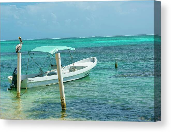 Belize Canvas Print featuring the photograph Boat and Pelican on Ambergris Caye Belize by Waterdancer