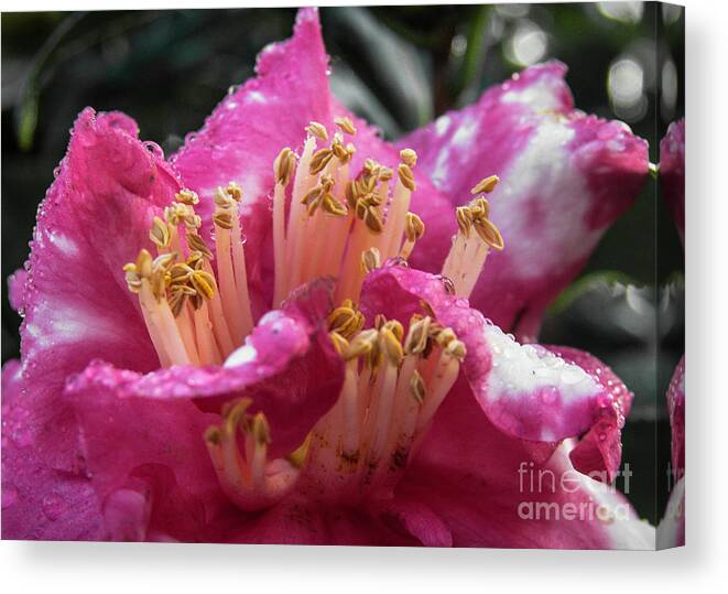 Flower Canvas Print featuring the photograph Bold by Judy Hall-Folde
