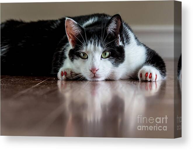 Black Canvas Print featuring the photograph Bored Kitty by Cheryl Baxter