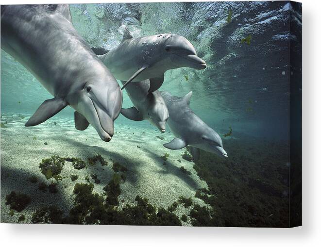 00082400 Canvas Print featuring the photograph Four Bottlenose Dolphins Hawaii by Flip Nicklin