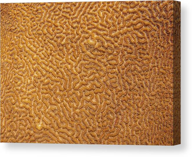 Texture Canvas Print featuring the photograph Brain Coral 47 by Michael Fryd