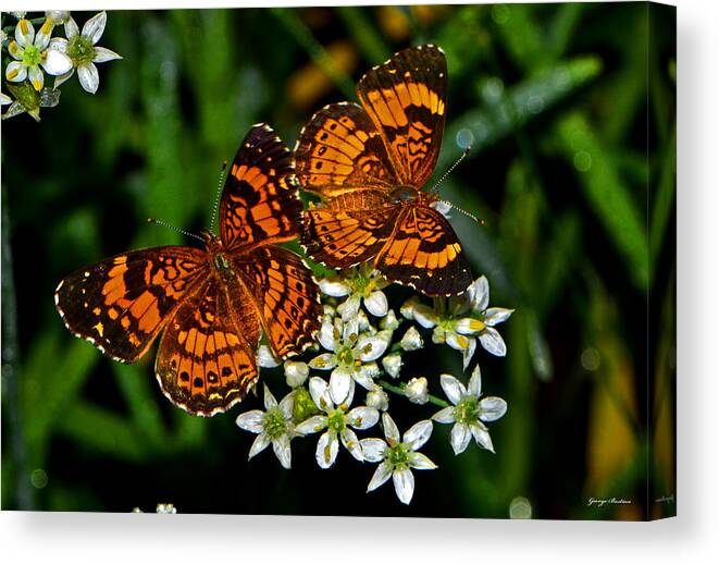 Butterfly Canvas Print featuring the photograph Breakfast At The Gardens 010 by George Bostian