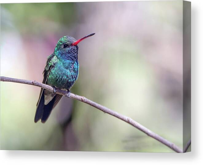 Broad-billed Canvas Print featuring the photograph Broad-billed Hummingbird 2008-031718-1cr by Tam Ryan