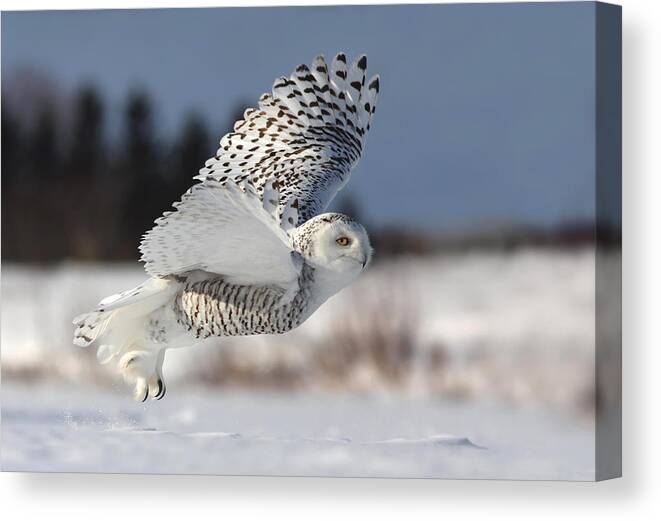 Nature Canvas Print featuring the photograph Bubo Scandiacus by Mircea Costina