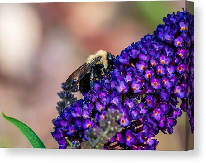 Bee Canvas Print featuring the photograph Bumble Bee by James L Bartlett