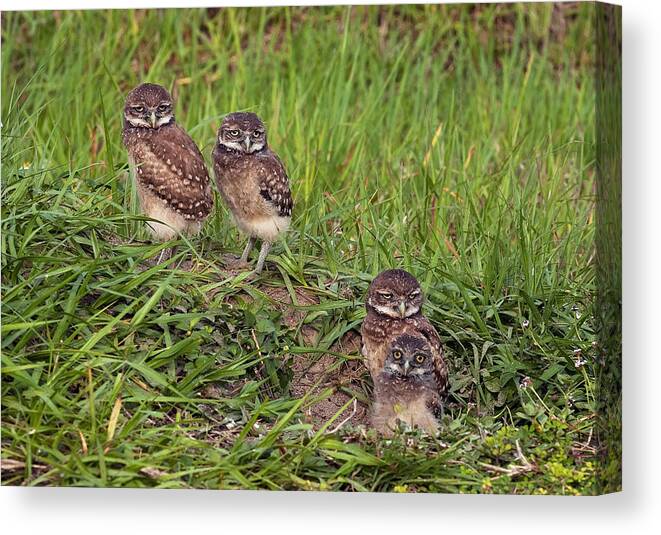 Baby Owls Canvas Print featuring the photograph Burrowing owls by Gouzel -