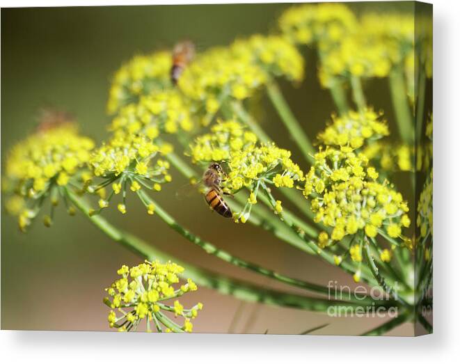 Honeybee Canvas Print featuring the photograph Busy,busy,bees by Ruth Jolly