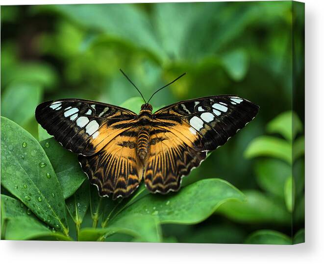Yellow Canvas Print featuring the photograph Butterfly by Lilia S