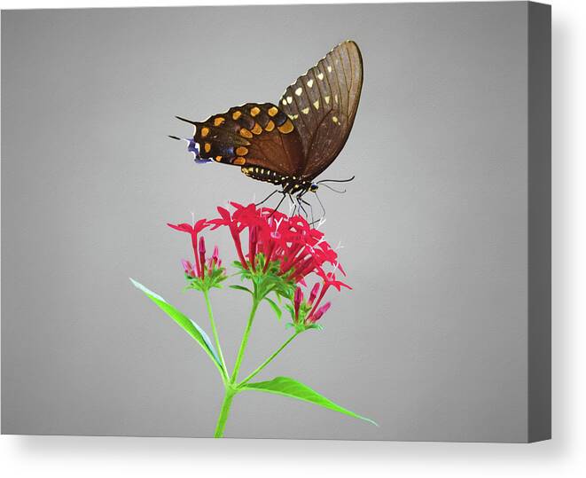 Butterfly On Flower Canvas Print featuring the photograph Butterfly on Flower by Steven Michael