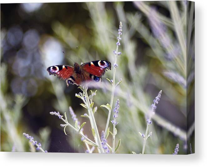 Photo Canvas Print featuring the photograph Butterfly on lavender by Mirinda Kossoff