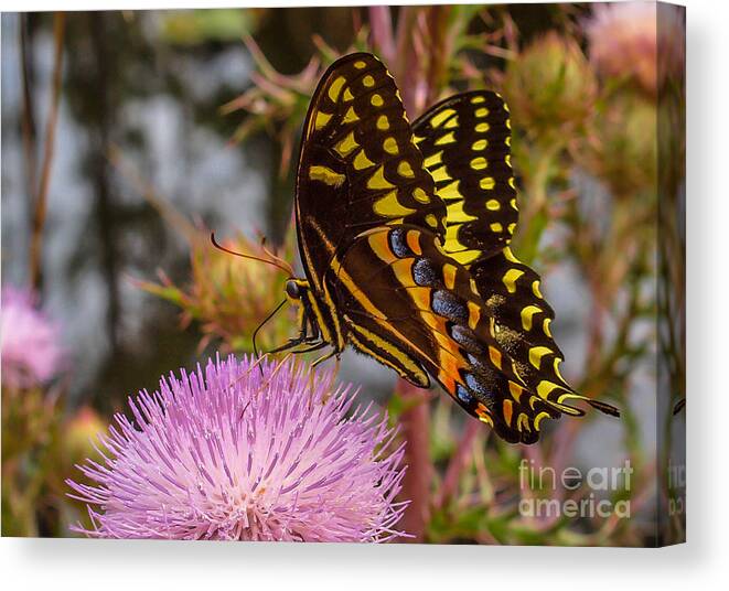 Butterfly Canvas Print featuring the photograph Butterfly Visit by Tom Claud