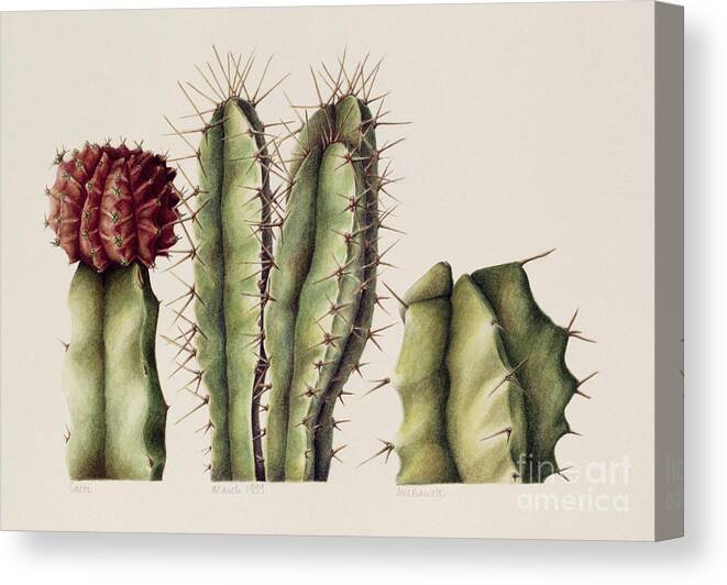 #faatoppicks Canvas Print featuring the painting Cacti by Annabel Barrett