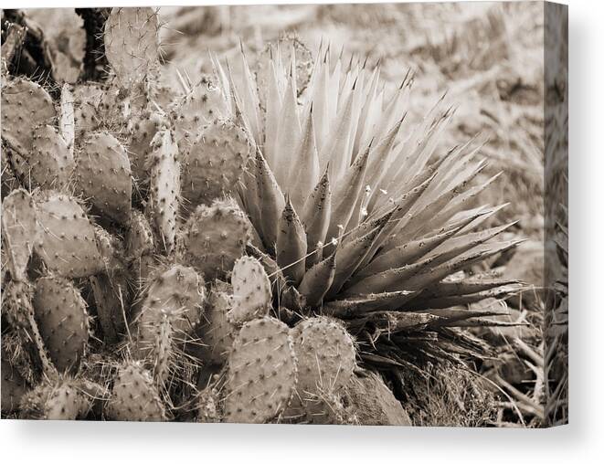 Prickly Pear Cactus Canvas Print featuring the photograph Cactus by Bob Coates
