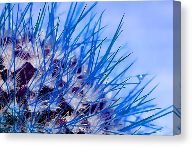 Succulent Canvas Print featuring the photograph Cactus In Blue by Meirion Matthias
