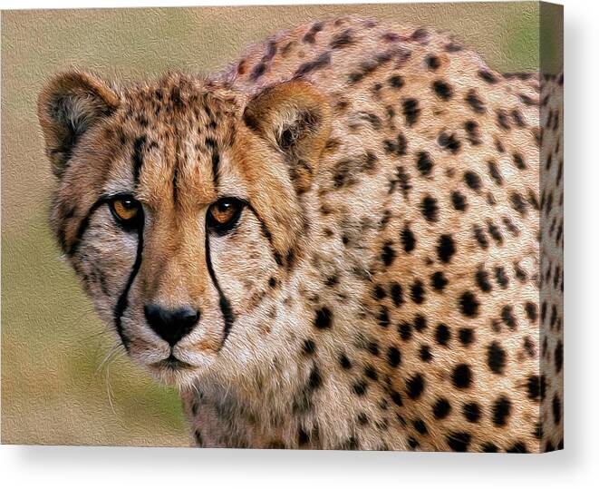Cheetah Canvas Print featuring the photograph Calculated Look by Art Cole