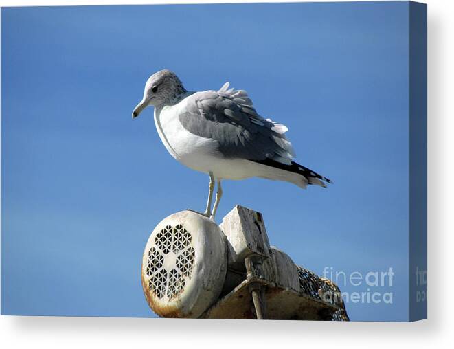 Sanjose Canvas Print featuring the photograph California Gull at Landfill by Erica Freeman