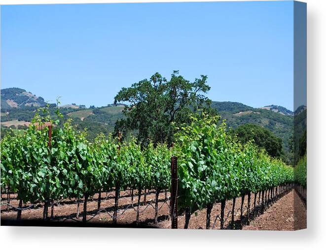 Tree Canvas Print featuring the photograph California Winery Grape Vine View by Matt Quest