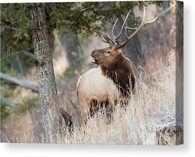 Bull Elk Canvas Print featuring the photograph Calling Her Name by Deby Dixon