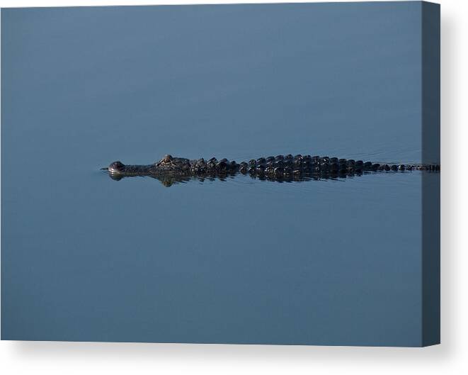 Alligator Canvas Print featuring the photograph Calm Water Cruise by Steven Sparks