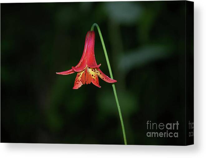 Canada Lily Canvas Print featuring the photograph Canada Lily by Randy Bodkins