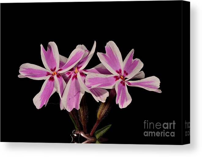 Candy Stripe Phlox Flower Plant Nature Wildlife Canvas Print featuring the photograph Candy Strip Phlox by Ken DePue