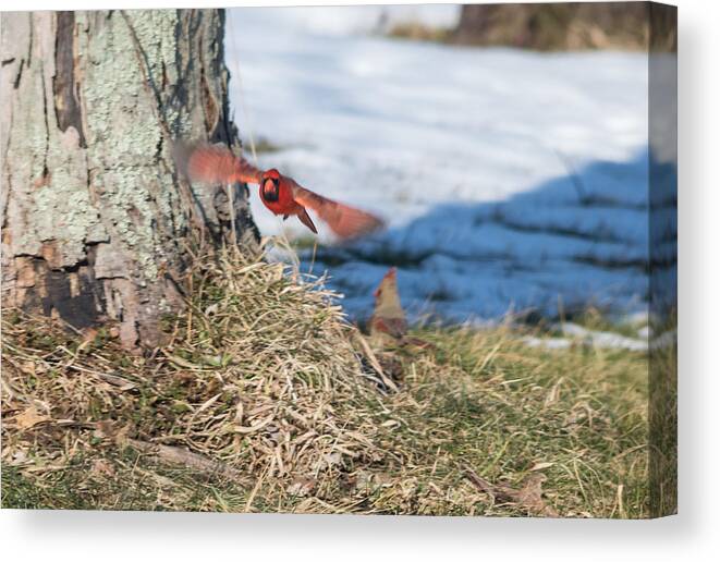 Cardinal Canvas Print featuring the photograph Cardinal in Flight by Holden The Moment