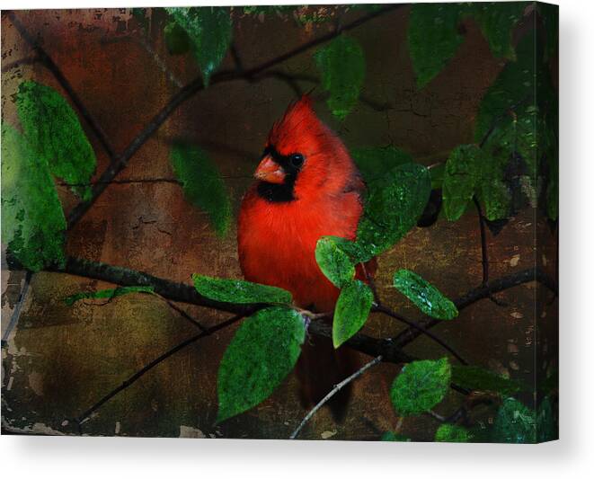 Animal Canvas Print featuring the digital art Cardinal by Perry Van Munster