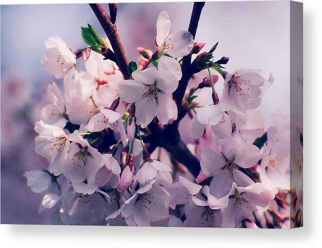 Cherry Blossom Trees Canvas Print featuring the photograph Carry Me by Angie Tirado