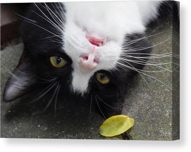 Cat Canvas Print featuring the photograph Cat Playing Cat by Jan Gelders