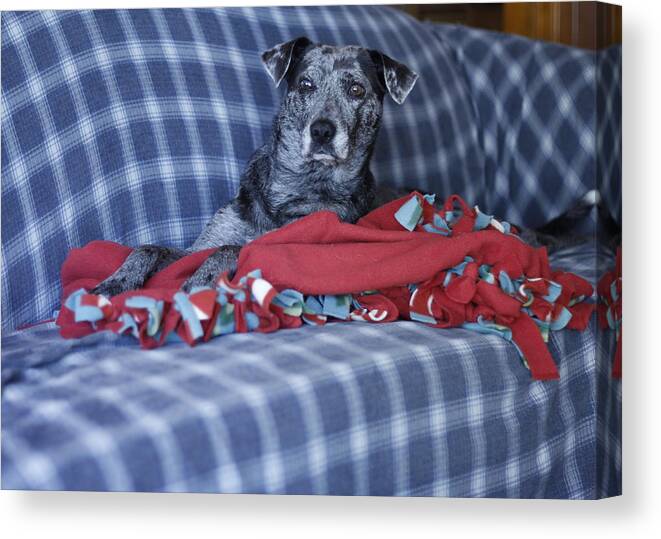 Catahoula Leopard Dog Canvas Print featuring the photograph Catahoula Leopard Dog in blue by Valerie Collins
