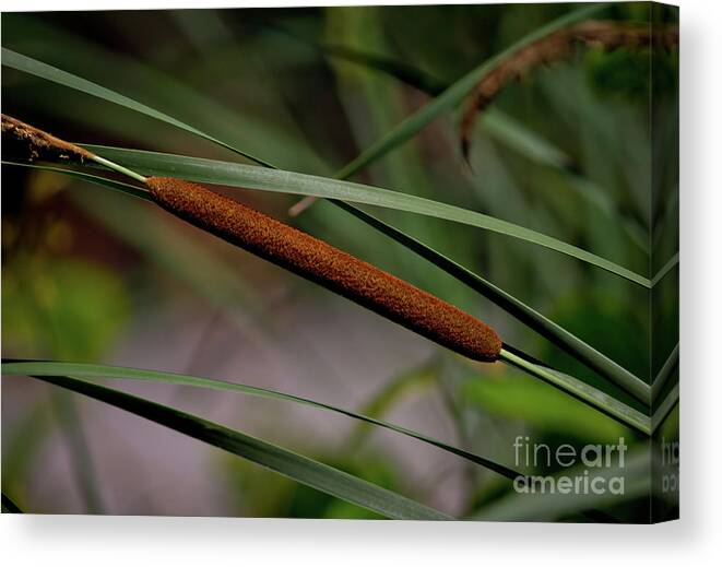 Cattail Canvas Print featuring the photograph Cattail II by Douglas Stucky