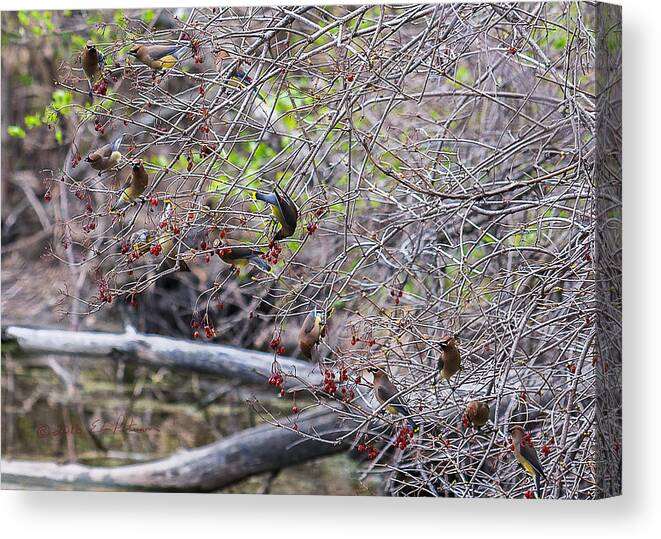 Heron Heaven Canvas Print featuring the photograph Cedar Waxwings Feeding by Ed Peterson