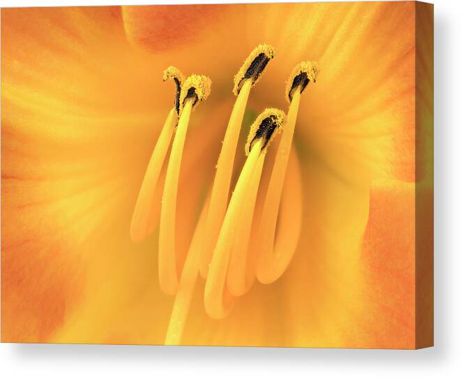Lily Canvas Print featuring the photograph Center of an orange Daylily by Jim Hughes