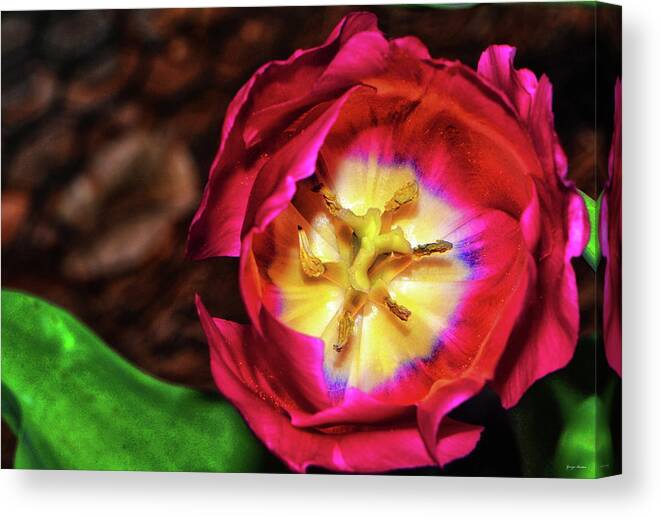 Red Canvas Print featuring the photograph Centerpiece - Grand Opening RedTulip 005 by George Bostian