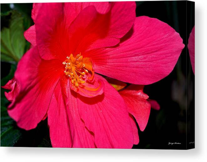 Pink Canvas Print featuring the photograph Centerpiece - Pink Begonia 007 by George Bostian