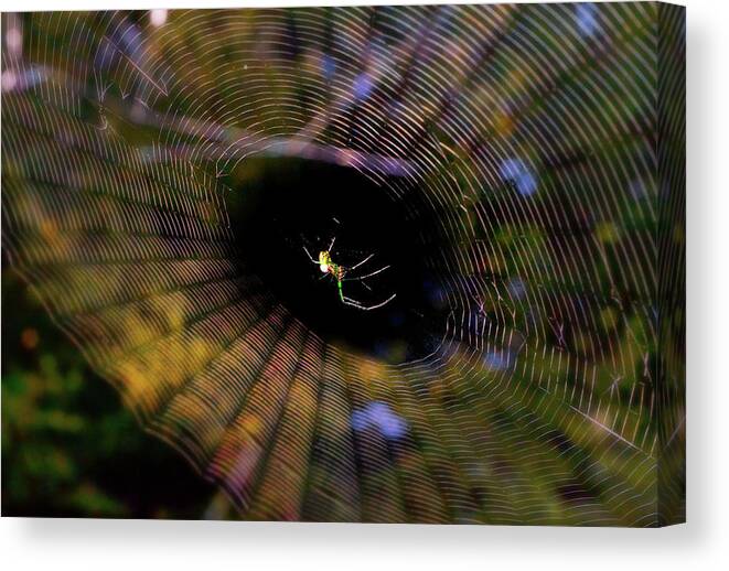 Insect Canvas Print featuring the photograph Centerpiece - Spider and Web 001 by George Bostian