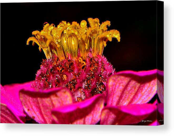 Zinnia Canvas Print featuring the photograph Centerpiece - Zinnia Crown 001 by George Bostian