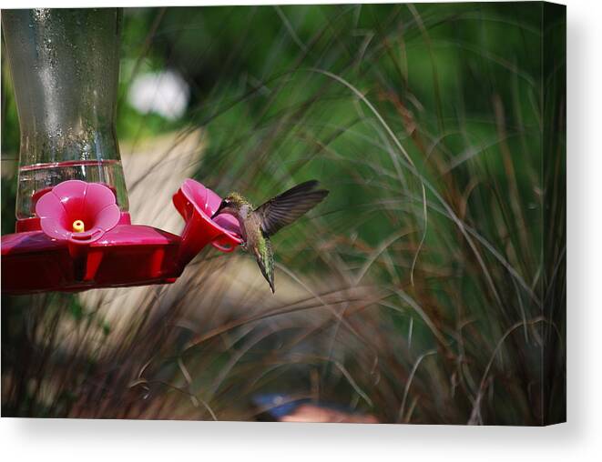 Hummingbird Canvas Print featuring the photograph Check out my wings by Lori Tambakis