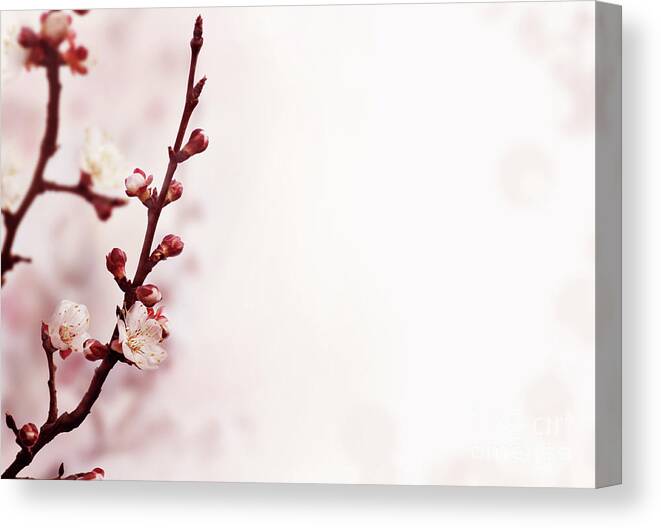 Blossom Canvas Print featuring the photograph Cherry bossom by Jelena Jovanovic