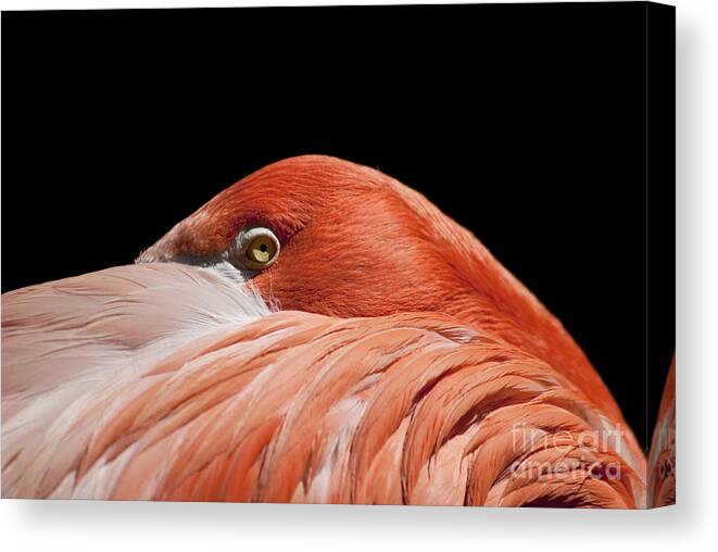 Close Up Canvas Print featuring the photograph Chilean Flamingo at Rest by Paulette Sinclair