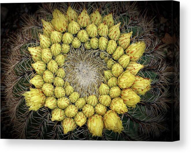 Cactus Canvas Print featuring the photograph Circle Of Life Renewal by Elaine Malott