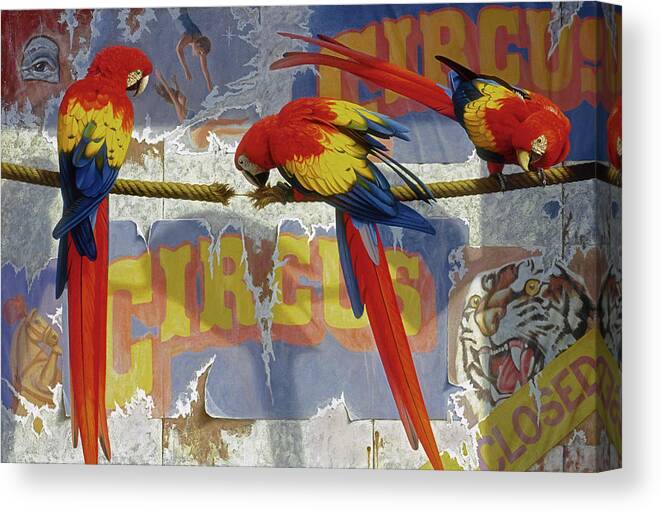 Postcard Canvas Print featuring the painting Circus by Brian McCarthy