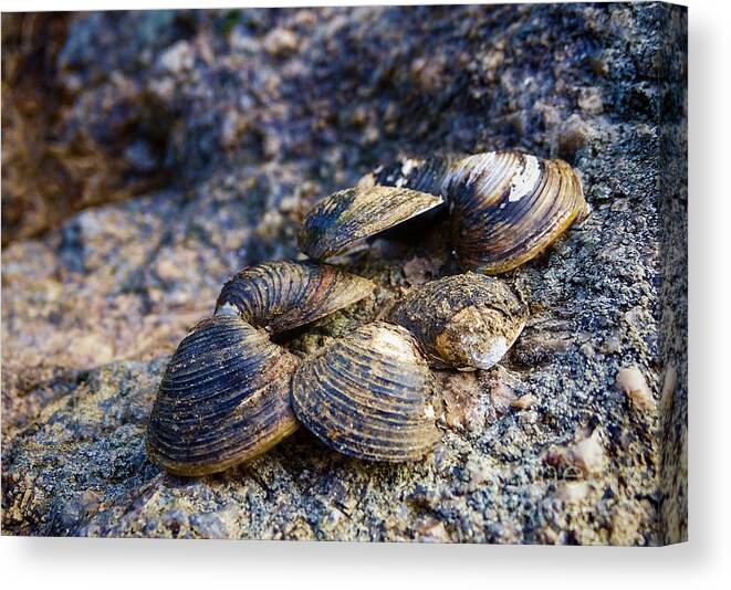 Photoshop Canvas Print featuring the photograph Clam Shells by Melissa Messick